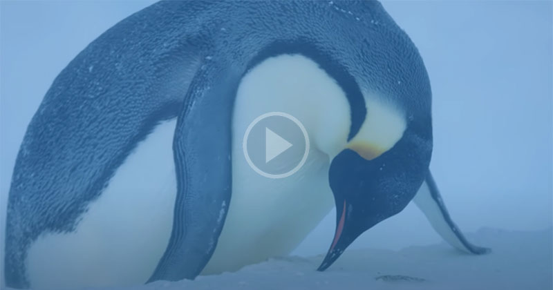 BBC Crew Rescue Trapped Penguins in Unprecedented Move