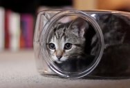This Cat Playing Inside a Fish Bowl is Your Perfect 20 Second Distraction for the Day