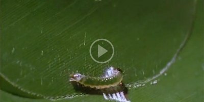 Caterpillar Makes Itself a Tiny Hut to Hide from Predators While Eating