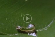 Caterpillar Makes Itself a Tiny Hut to Hide from Predators While Eating