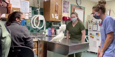 This Cockatoo Starting a Dance Party at the Vet is the Energy We Need Right Now