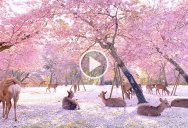 This Herd of Deer Relaxing Under Cherry Blossoms is the Most Beautiful Thing