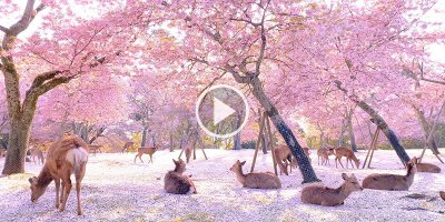 This Herd of Deer Relaxing Under Cherry Blossoms is the Most Beautiful Thing