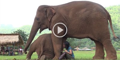 Amazing Moment at Thai Sanctuary as Caretaker Sings Lullaby for Two Elephants