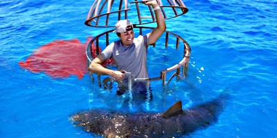 Shark Attack Test - Human Blood vs Fish Blood