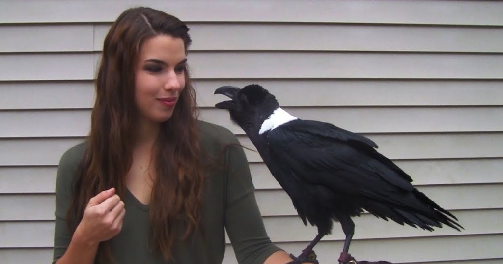 This Talking Raven is Amazing
