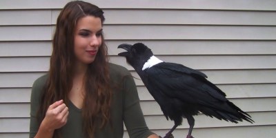 This Talking Raven is Amazing