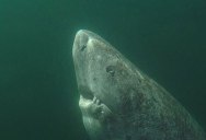 This Greenland Shark is the Oldest Living Vertebrate Known on the Planet