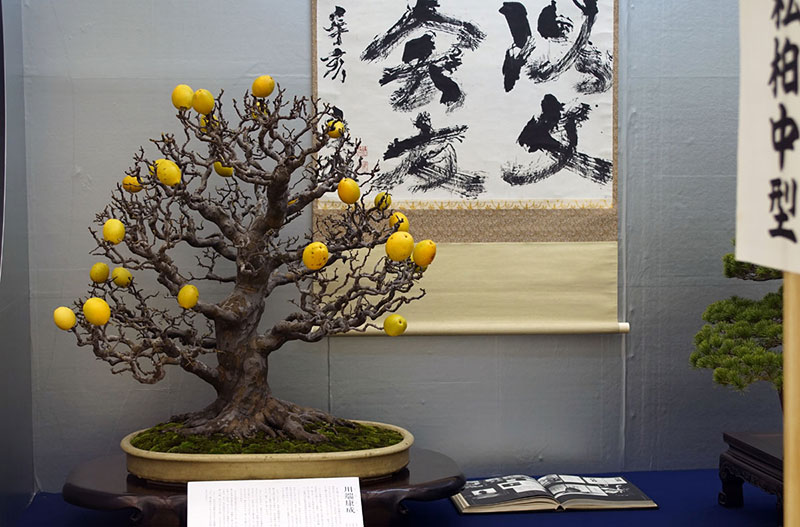 bonsai trees with fruit 10 Bonsai Fruit Trees are a Thing and Theyre Pretty Adorable (11 Photos)