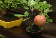 Bonsai Fruit Trees are a Thing and They’re Pretty Adorable (11 Photos)