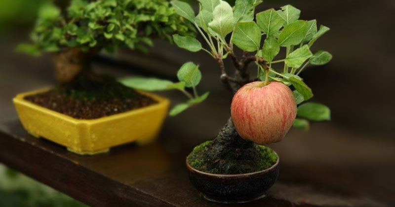 Bonsai Fruit Trees are a Thing and They're Pretty Adorable (11 Photos)