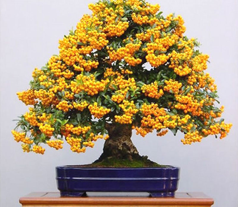 bonsai trees with fruit 3 Bonsai Fruit Trees are a Thing and Theyre Pretty Adorable (11 Photos)