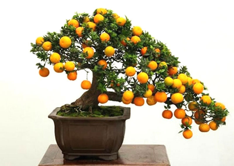 bonsai trees with fruit 4 Bonsai Fruit Trees are a Thing and Theyre Pretty Adorable (11 Photos)