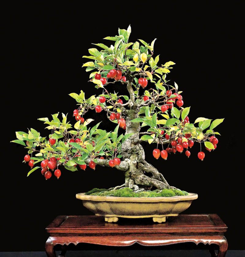 Top Bonsai Trees With Fruit of the decade Don t miss out 