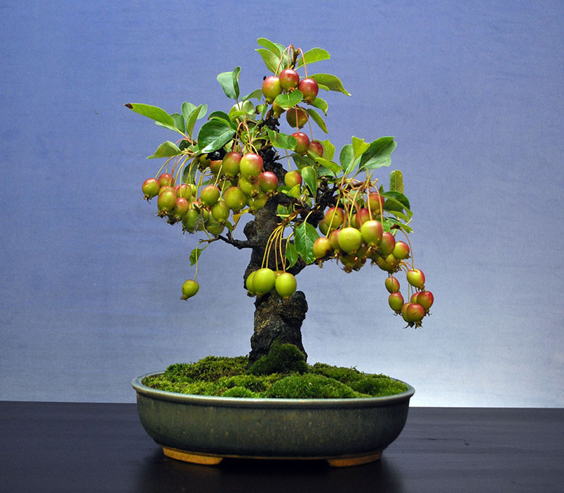 bonsai trees with fruit 9 Bonsai Fruit Trees are a Thing and Theyre Pretty Adorable (11 Photos)