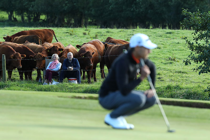 farmer cows irish open golf 1 The Only Spectators at the Irish Open were These Neighboring Farmers and Cows