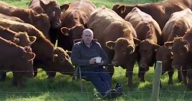 The Only Spectators at the Irish Open were These Neighboring Farmers and Cows