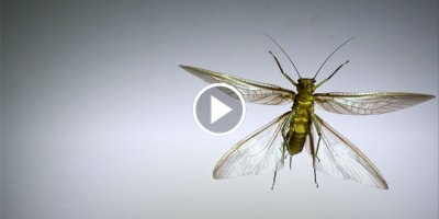 Using Super Slow Motion to See How Different Insects Achieve Flight