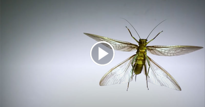 Using Super Slow Motion to See How Different Insects Achieve Flight