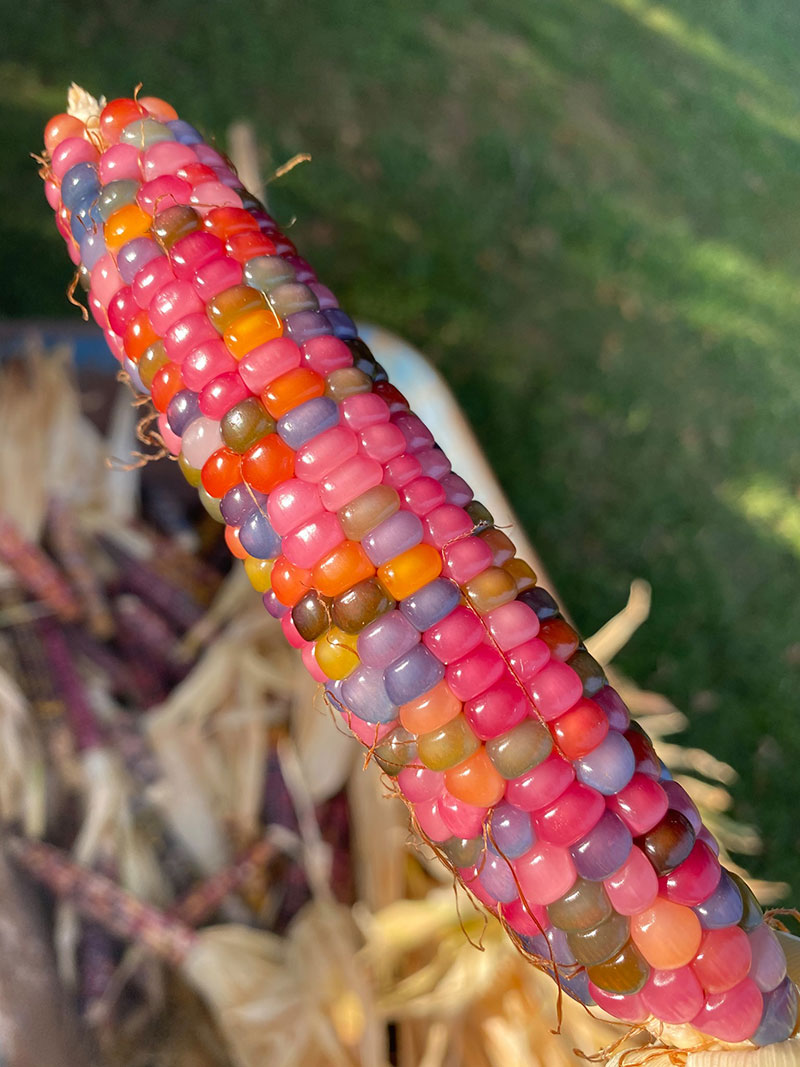 This Jellybean Corn Looks Amazing » TwistedSifter