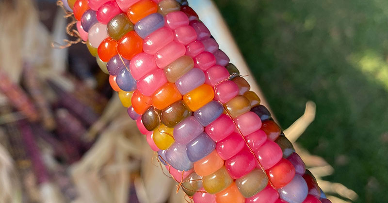 This Jellybean Corn Looks Amazing
