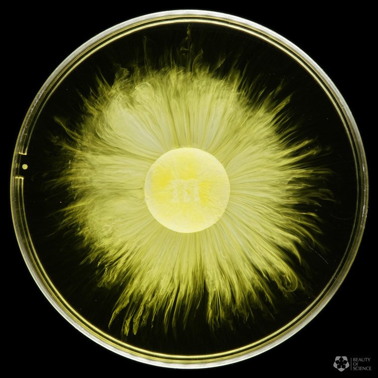 This Beautifully Shot 4K Video of M&M's Dissolving in Water is Literal ...