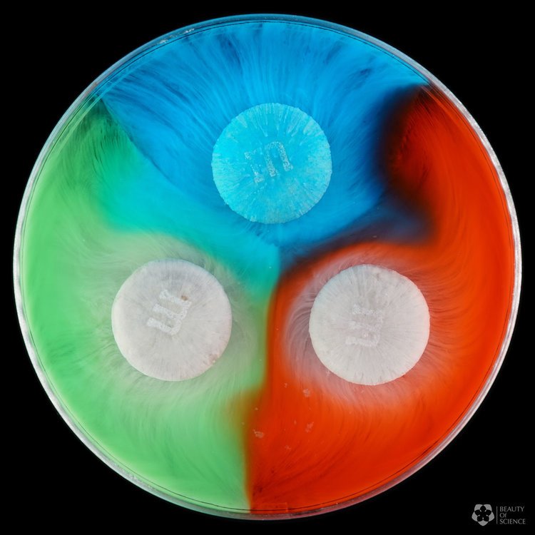 This Beautifully Shot 4K Video of M&M's Dissolving in Water is Literal ...