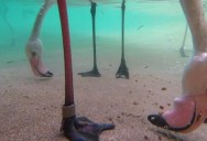 Just In Case You’ve Never Seen What Flamingos Feeding (from Underwater) Looks Like