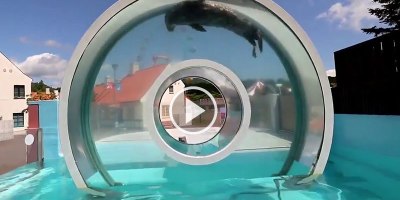 Just a Seal Doing a Loop-the-Loop