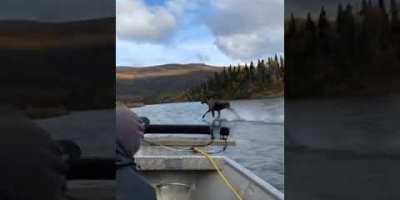 This Video of a Moose Running Across a River is Crazy and People are Calling Him the Moosiah