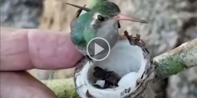 Just a Tiny Hummingbird Feeding Its Even Tinier Babies