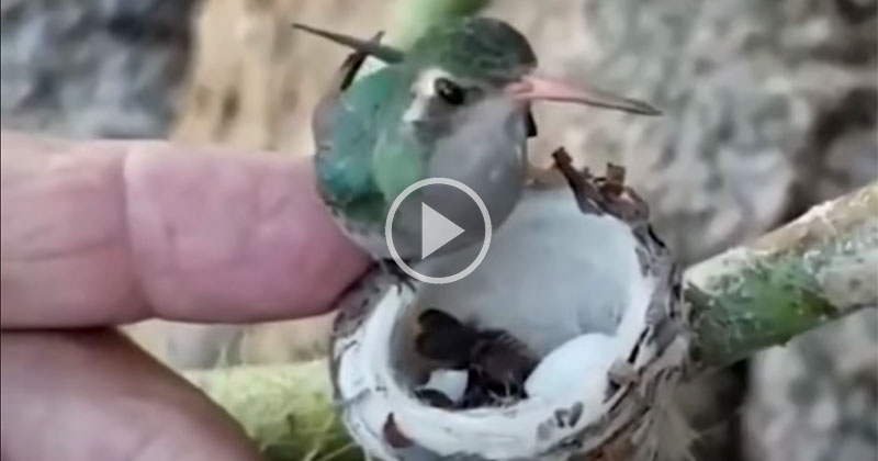 Just a Tiny Hummingbird Feeding Its Even Tinier Babies