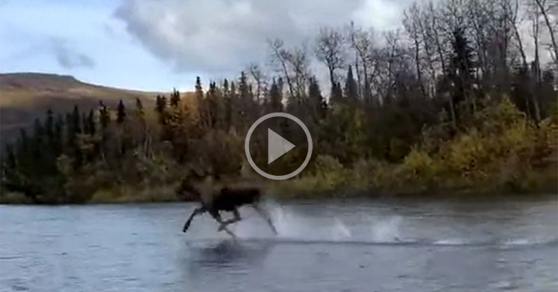 this-video-of-a-moose-running-across-a-river-is-crazy-and-people-are