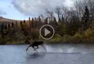 This Video of a Moose Running Across a River is Crazy and People are Calling Him the Moosiah