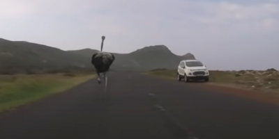 If You've Never Seen an Ostrich Run, Here's One Chasing Some Cyclists For Over a Minute