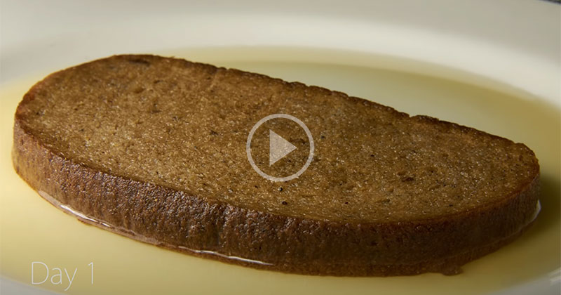 This 16 Day Timelapse of Bread in Water is So Gross but I Can't Look Away