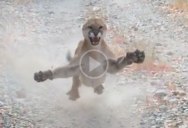 Man on Trail Run in Utah Stalked by Cougar for 6 Terrifying Minutes