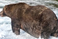 After 500,000 Votes, Bear 747 Crowned 2020 Champion of Fat Bear Week