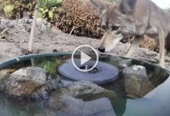 The Variety of Animals that Visit this Water Fountain is Just Amazing