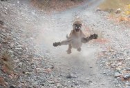 Man on Trail Run in Utah Stalked by Cougar for 6 Terrifying Minutes