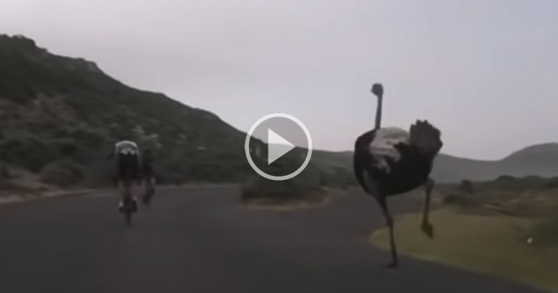 If You’ve Never Seen an Ostrich Run, Here’s One Chasing Some Cyclists For Over a Minute