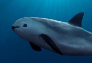 This is a Vaquita. With Less than 10 Left, It’s the Rarest Marine Mammal on Earth