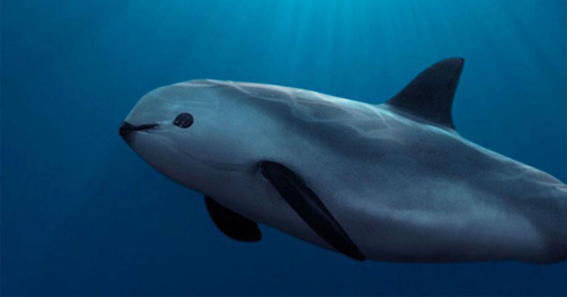 This is a Vaquita. With Less than 10 Left, It's the Rarest Marine Mammal on Earth