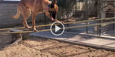 Amazing Dog Absolutely Crushes Obstacle Course