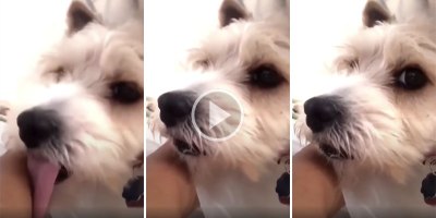 This Dog's Reaction to His Owner's Cough is Priceless