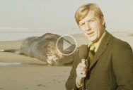 Infamous Exploding Whale News Clip Gets Remastered in 4K for Its 50th Anniversary
