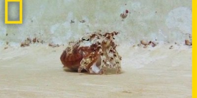 Incredible Shape-Shifting Cuttlefish Morph Into Hermit Crabs Right Before Your Eyes