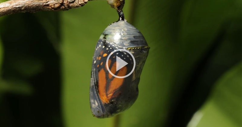 Butterfly Coming Out Of A Cocoon