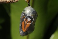 This Timelapse of a Monarch Butterfly Emerging From Its Cocoon is Incredible