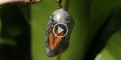This Timelapse of a Monarch Butterfly Emerging From Its Cocoon is Incredible